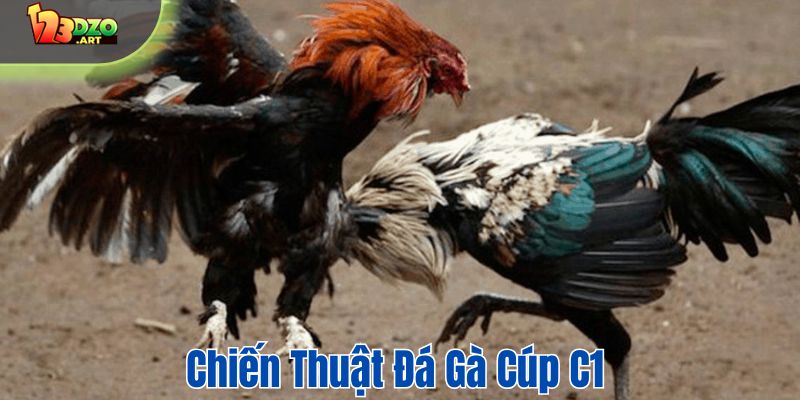 Chiến thuật đá gà cúp C1 tại 123DZO