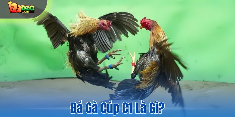 Đá gà cúp C1 là gì?